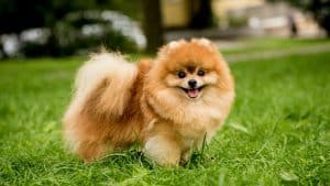 Portrait of cute pomeranian dog at the park
