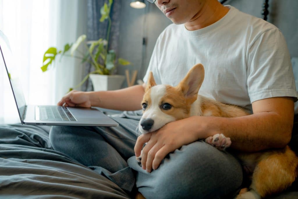 Young Asian businessman uses his laptop to work remotely at home with his playful dog in his new normal lifestyle.
