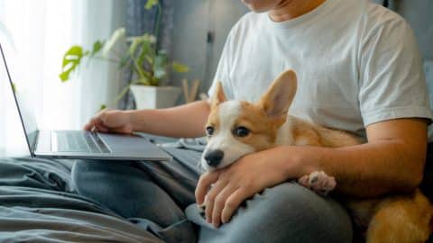 Young Asian businessman uses his laptop to work remotely at home with his playful dog in his new normal lifestyle.