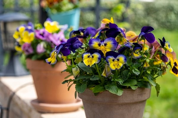 Pots of purple and yellow pansies