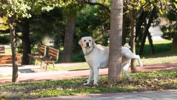 Labrador peeing at a tree in a park.