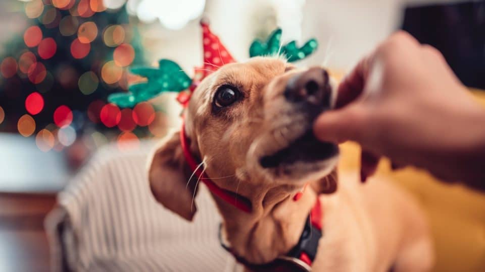 Woman feeding small yellow dog wearing antlers on the sofa by the Christmas tree