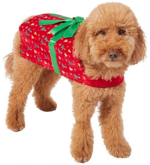 Doodle dog in red present costume