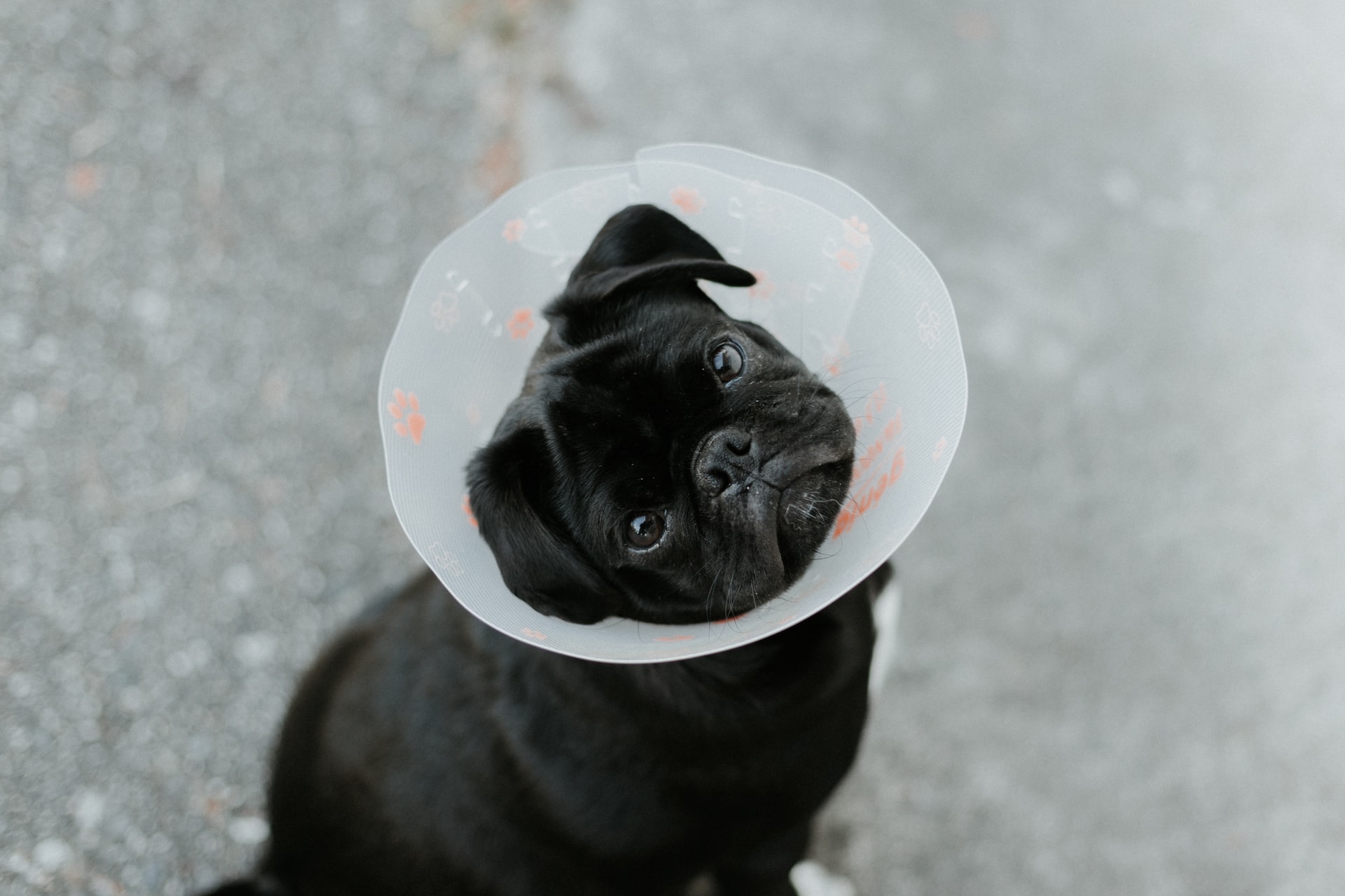 Dog in cone looking up
