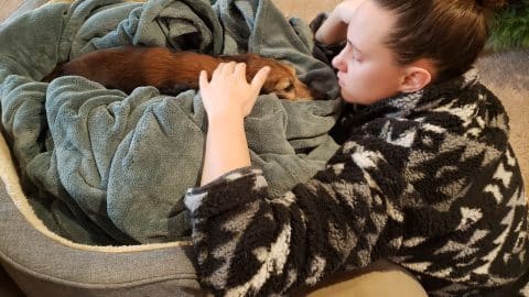 Daschund swaddled in blankets as she is soothed by her pet parent