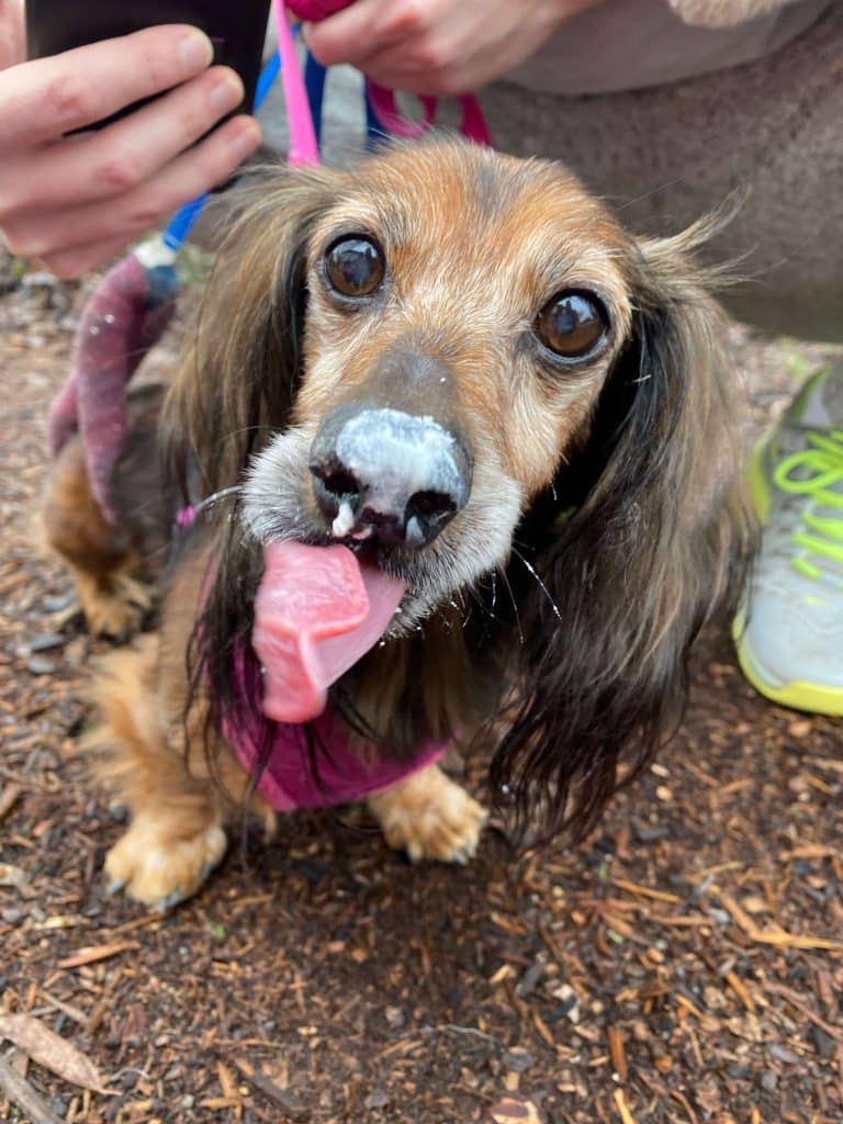 An old and happy Daschund with cream on her nose. 