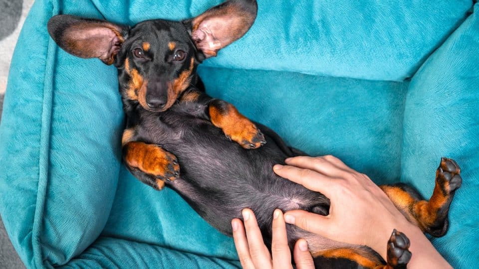 Hands rub belly of dachshund laying upside down in dog bed