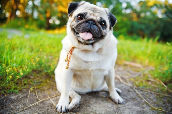 Pug with mouth open and tongue out sitting in a park
