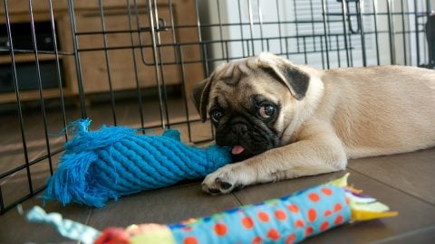 Pug puppy in indoor dog pen looking mischievous with toys