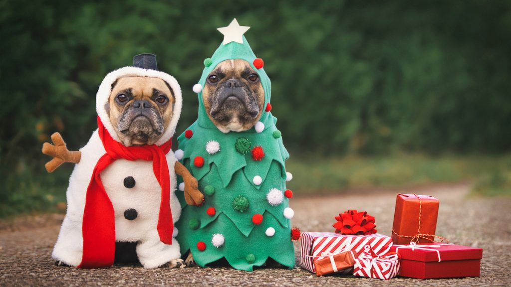 two Pugs, one dressed as a Christmas tree the other dressed as a snowman