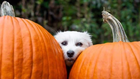 Small dog resting head between two big pumpkins