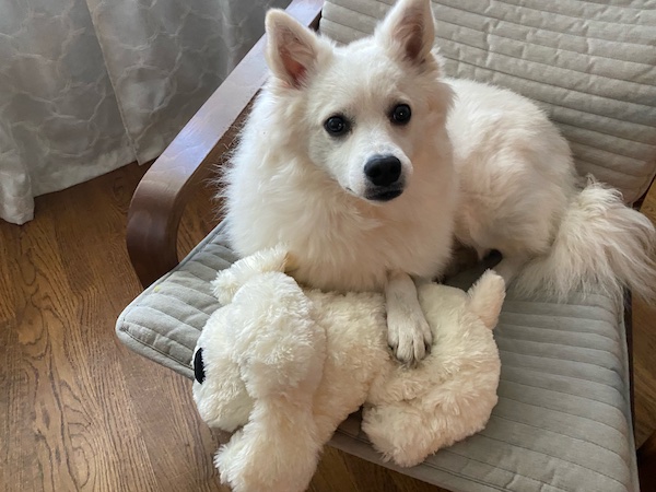 American Eskimo dog with heartbeat puppy toy