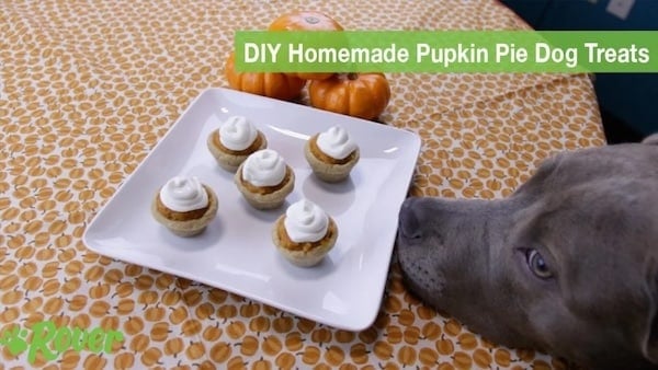 Dog looks at mini dog-safe pumpkin pies on plate.