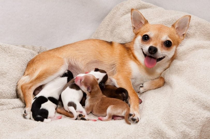 Newborn puppies with closed eyes nursing