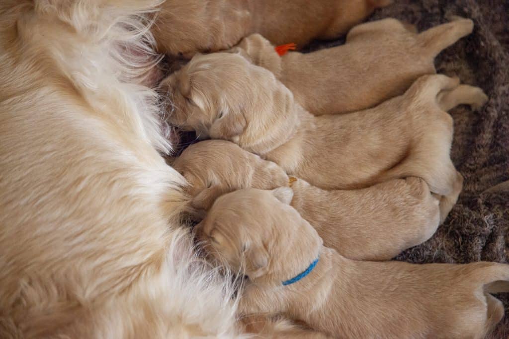 tiny week old golden retriever puppies nurse on their mom