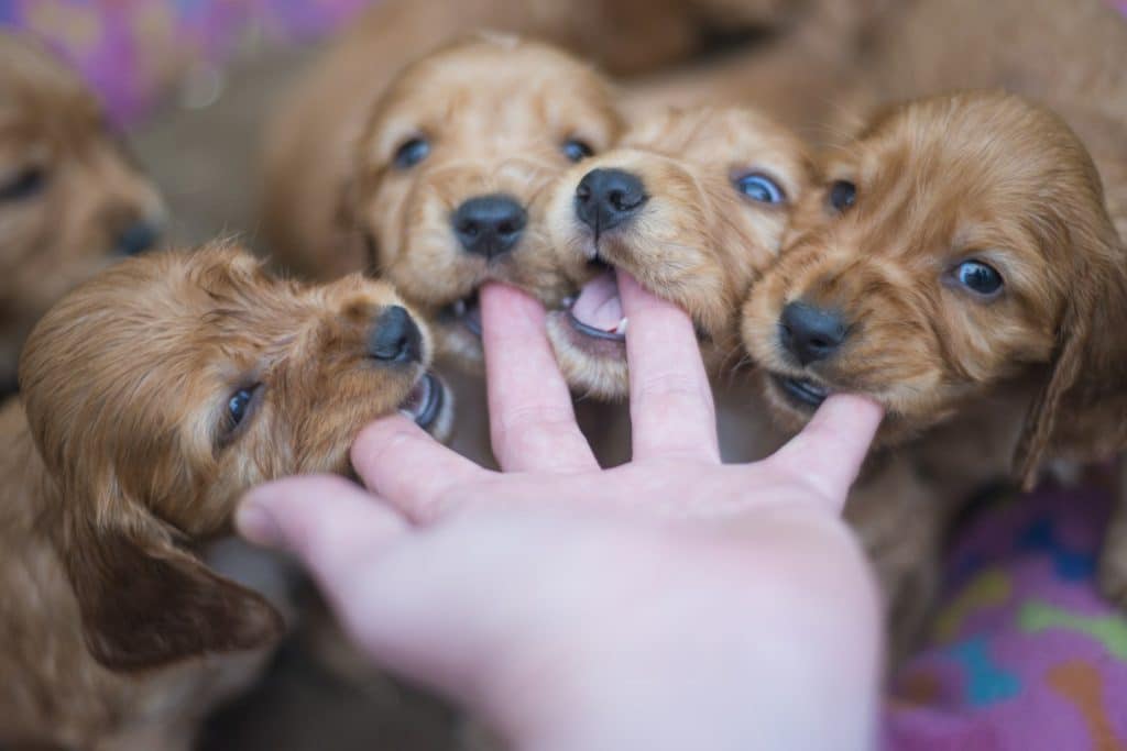 Multiple puppies play biting their pet parent