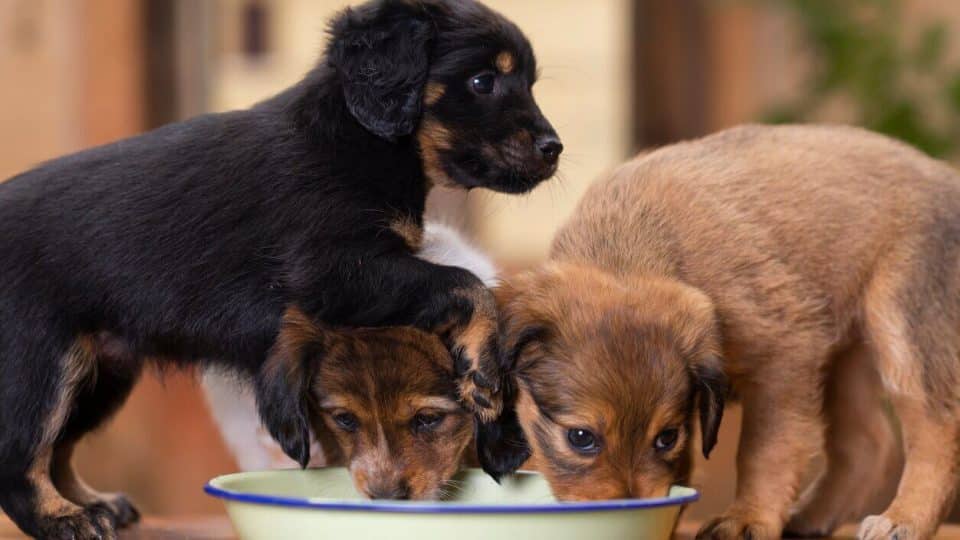 Three puppies from same litter eating together