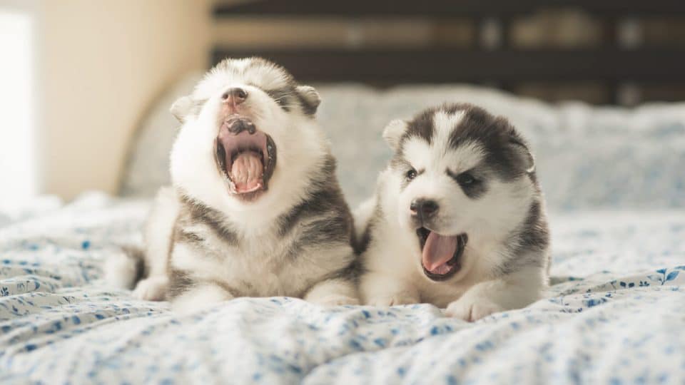 Two Husky puppies on a bed, yawning