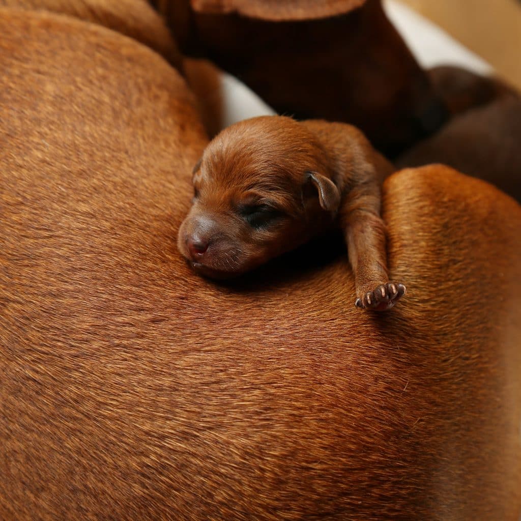 Cachorro recién nacido junto a su madre
