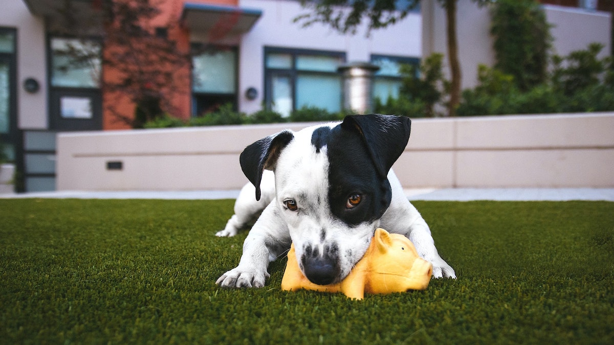 18 Top Dog Chew Toys To Keep A Pup Busy