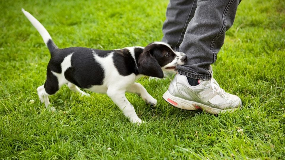 Puppy chewing on pant leg outside