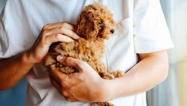 Miniature red poodle puppy being held by young man