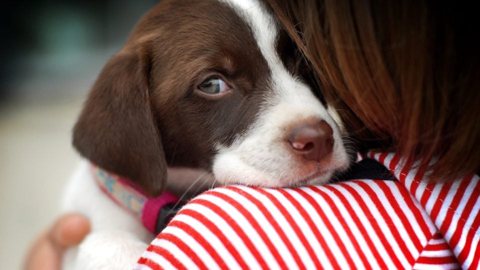 Puppy looks over the shoulder of girl wearing red striped top