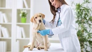 Veterinarian and a labrador puppy at vet