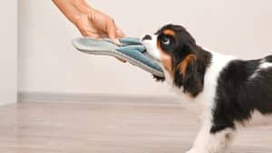Spaniel puppy tugs on slipper being held by human hand