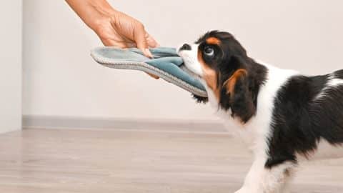 Spaniel puppy tugs on slipper being held by human hand