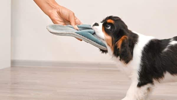 Spaniel puppy tugs on slipper being held by human hand