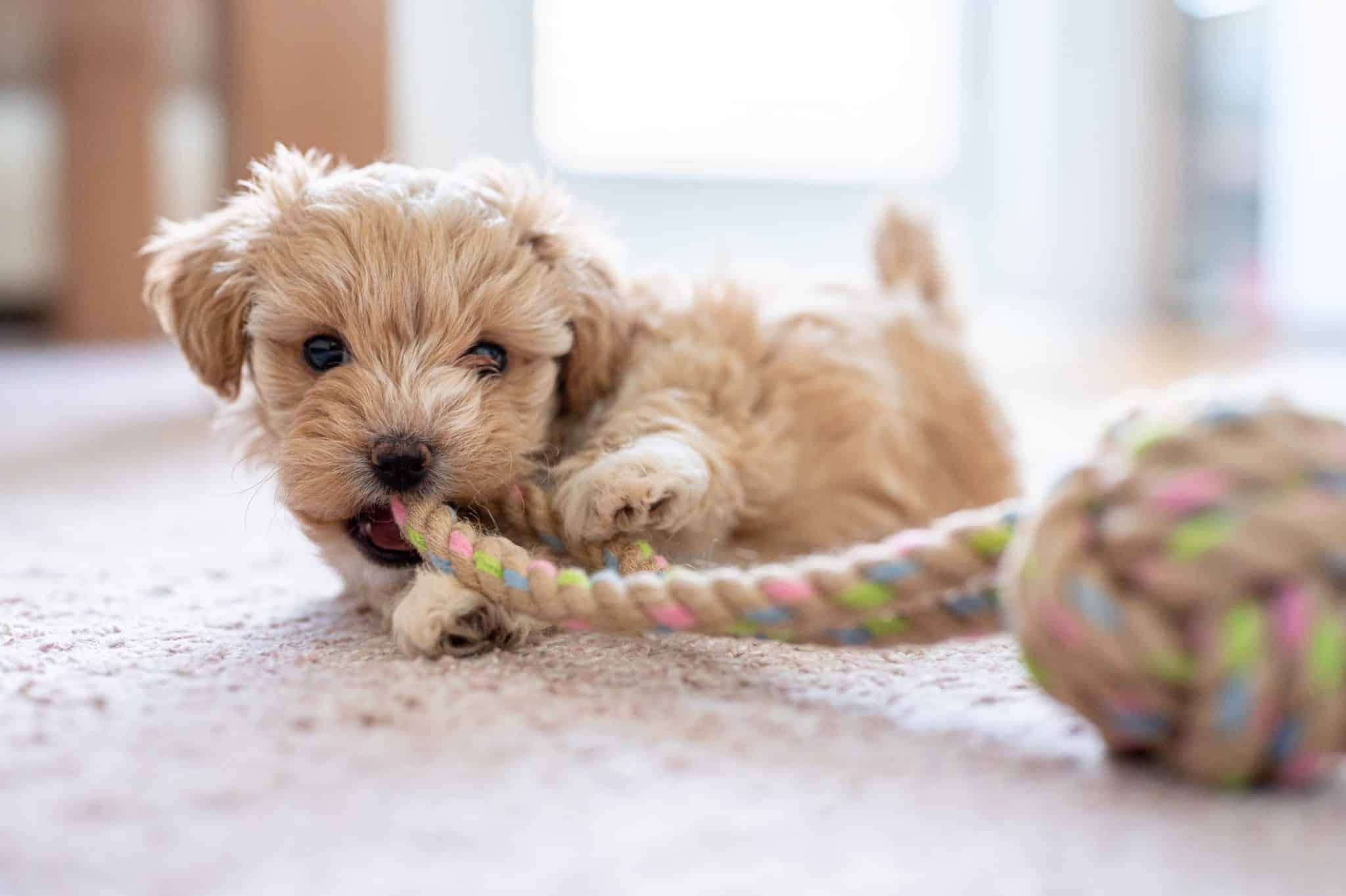 The 4 Puppy Stages: Every Puppy Development Stage Explained