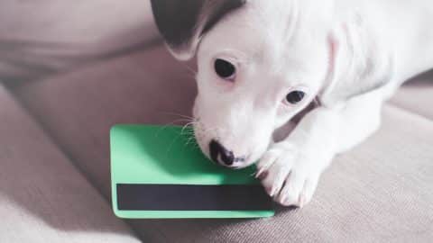 Small jack russell terrier puppy with credit card on sofa