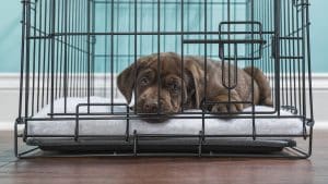 A cute young Chocolate Labrador puppy lying down in a wire dog crate looking at the camera