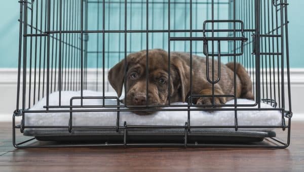 A cute young Chocolate Labrador puppy lying down in a wire dog crate looking at the camera