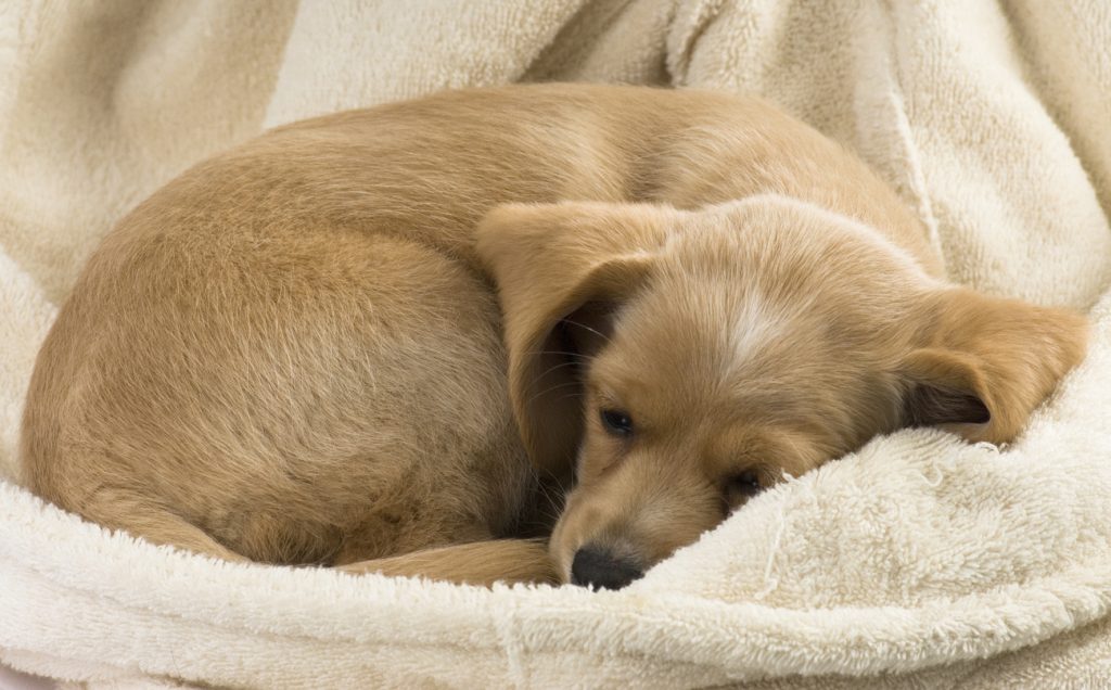blonde puppy curled up sleeping in beige robe
