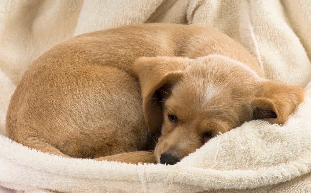 Why Do Dogs Spin Before They Lay Down? Dog Spin Behavior