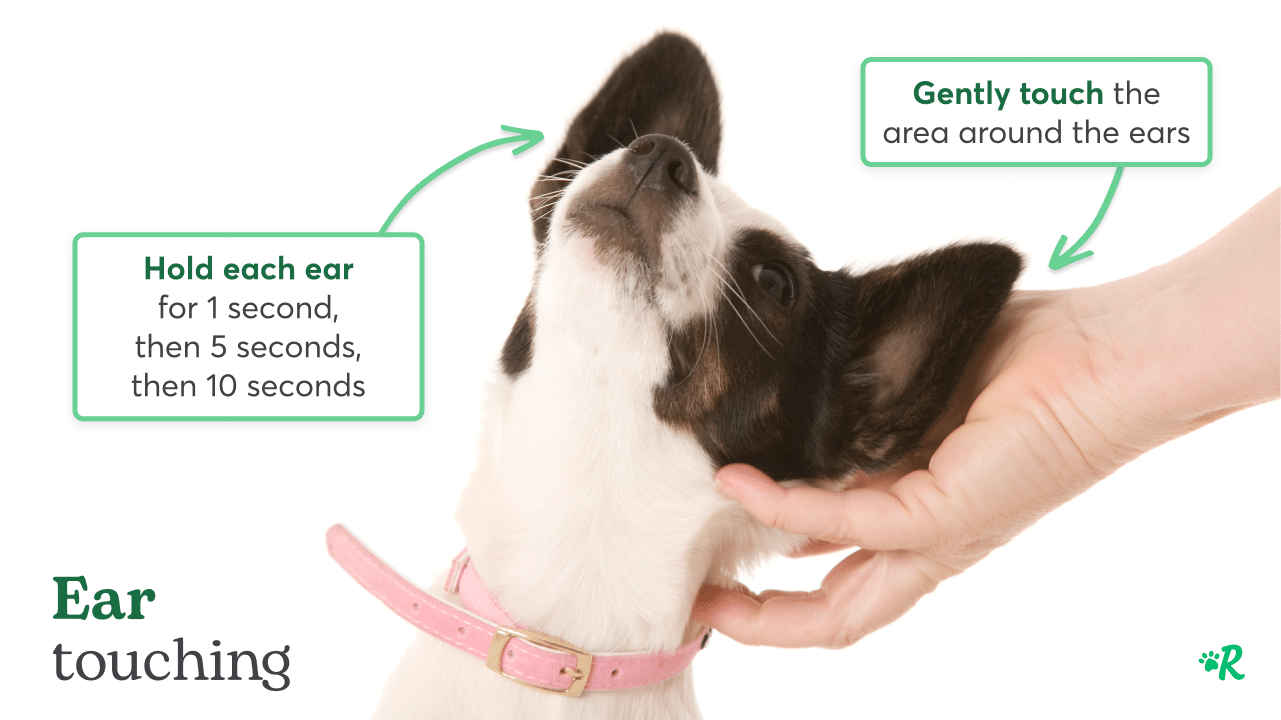 Hand touching puppy ears