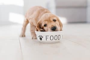 A cute puppy eating food