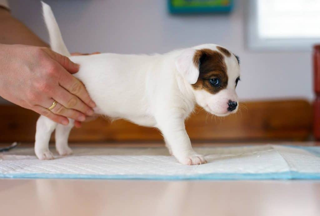 Cachorros de Jack Russell terrier justo después de nacer. 