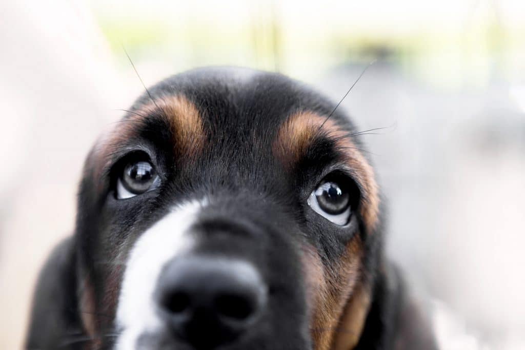 Basset hound puppy looking up