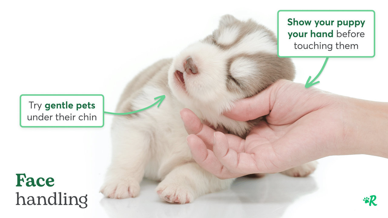 Hand carefully touching puppy face