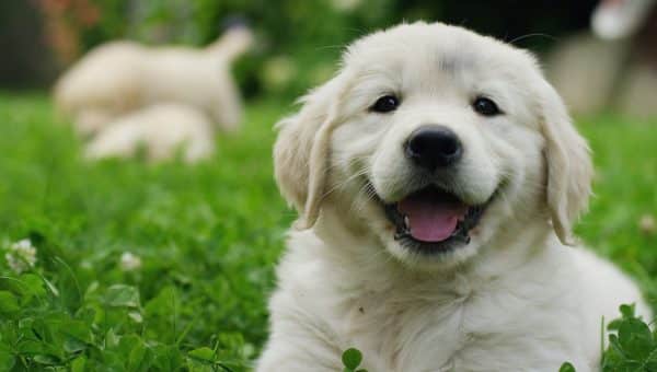 Golden Retriever puppy sitting happily in the grass, other dogs in the background