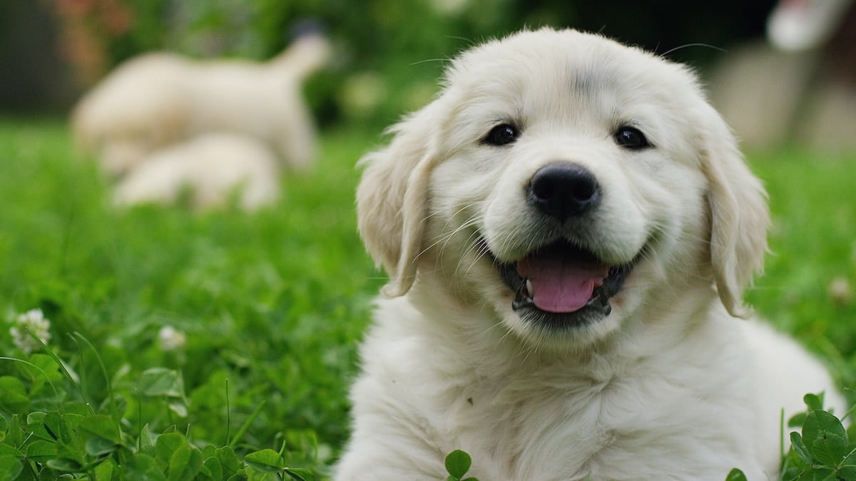 Puppyfeitjes: 25 weetjes om je vrienden mee te verbazen, image size:1200x675