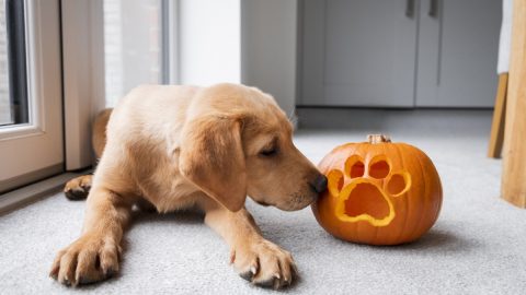 A Labrador Retriever puppy sniffs a Halloween pumpkin