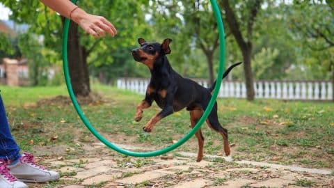 Puppy jumping through hoop