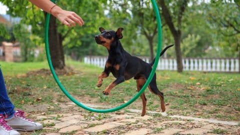 Miniature Pinscher jumping through hoop
