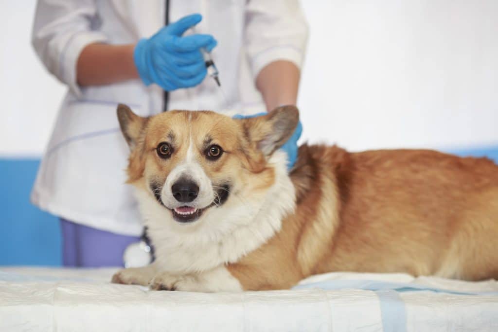 A Corgi puppy getting their vaccines