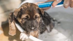 Hand of groomer bathing, shower, grooming with shampoo a cute brown puppy in basin