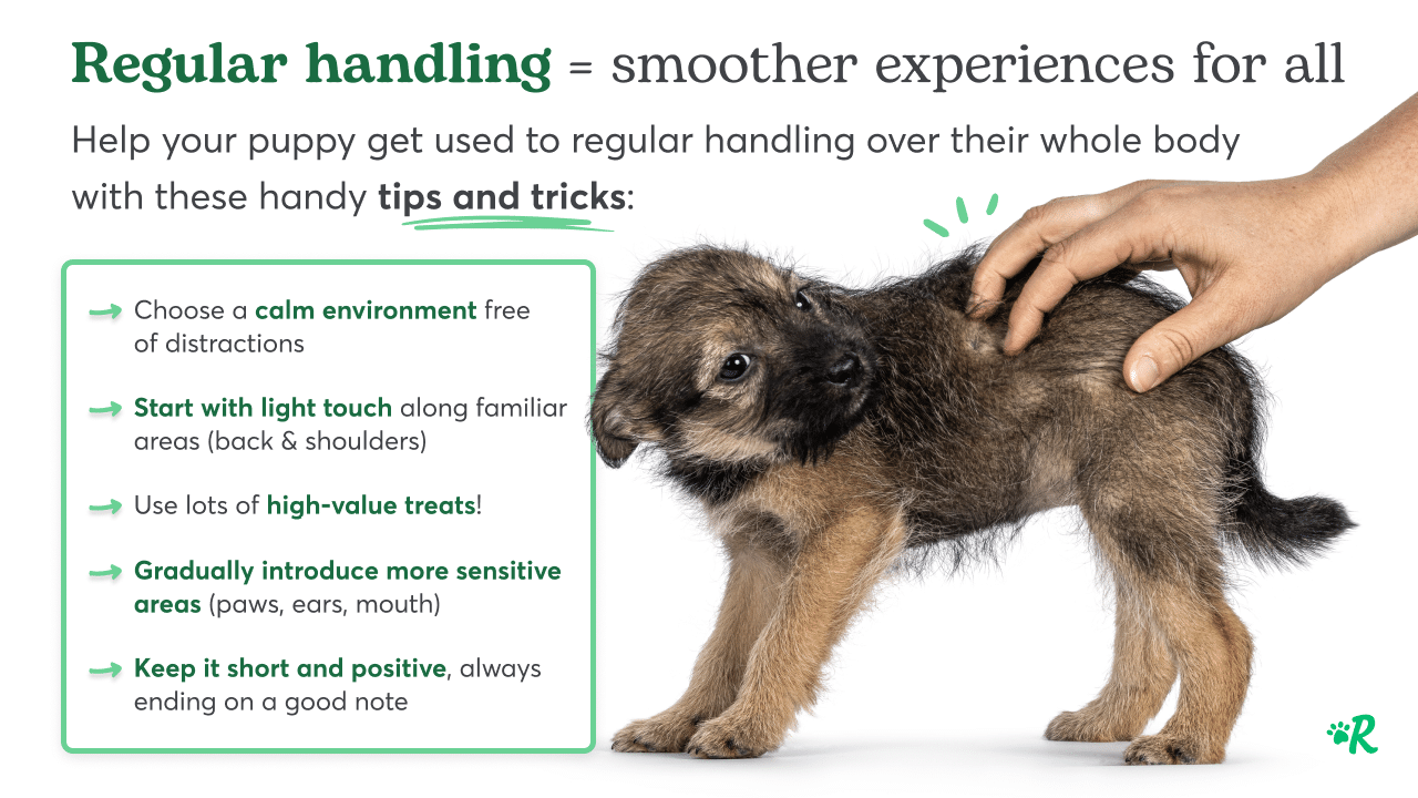 Puppy handling tips and tricks graphic
